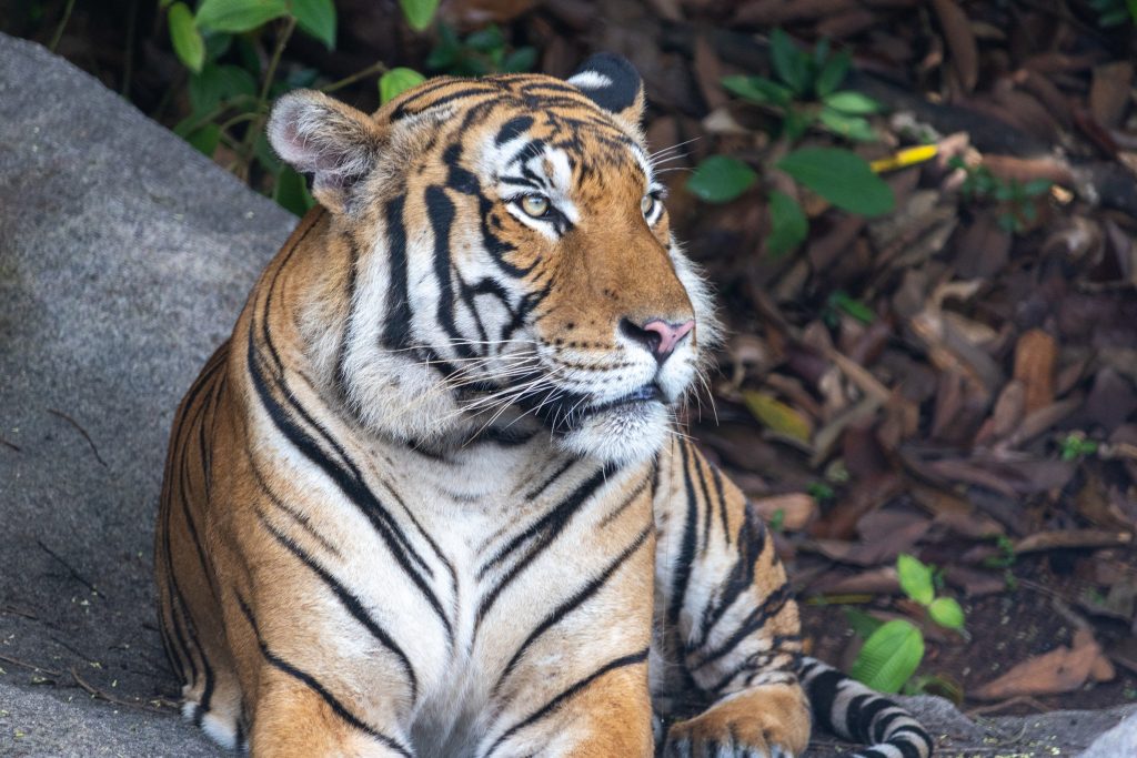 Double Celebration: Rainforest Wild Asia Opens to Public and Welcomes First Animal Birth Double Celebration: Rainforest Wild Asia Opens to Public and Welcomes First Animal Birth - Alvinology