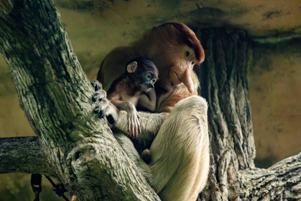 Mandai Wildlife Group Welcomes Nearly 1,000 Newborns in 2024 - Alvinology