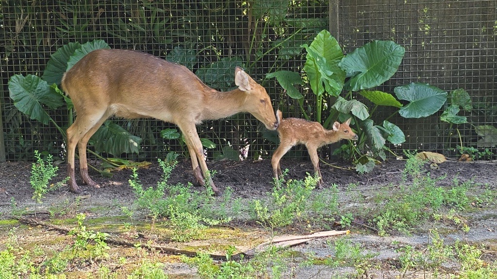 Mandai Wildlife Group Welcomes Nearly 1,000 Newborns in 2024 - Alvinology