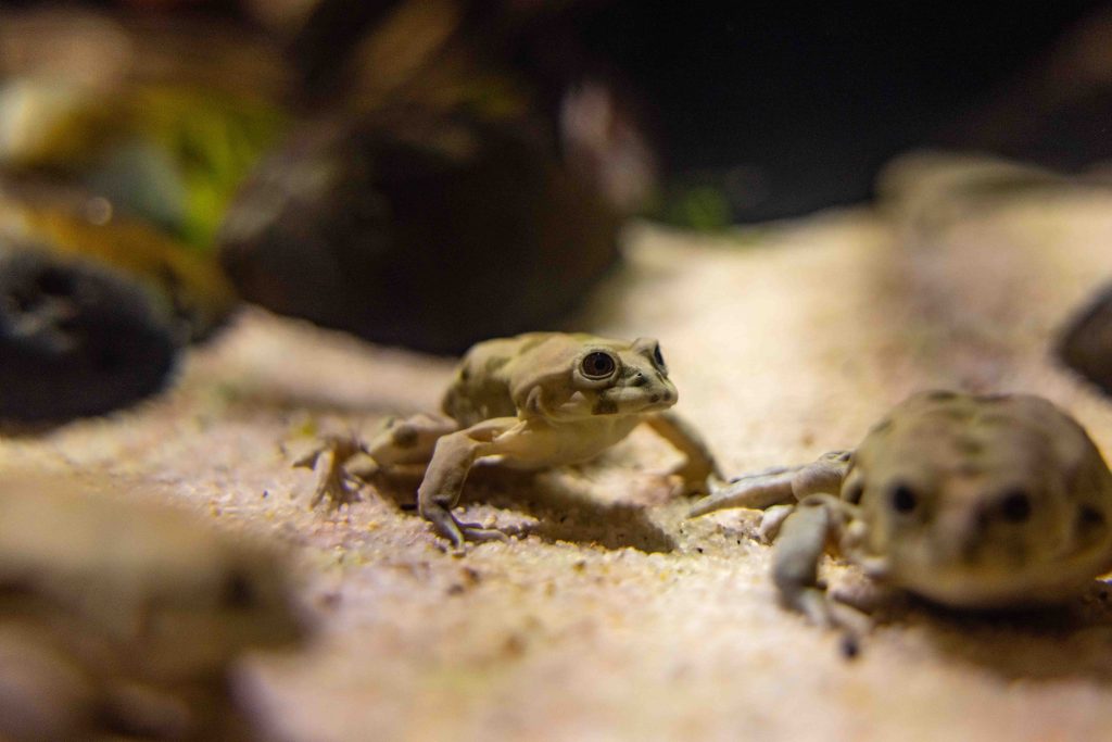 Mandai Wildlife Group Welcomes Nearly 1,000 Newborns in 2024 - Alvinology