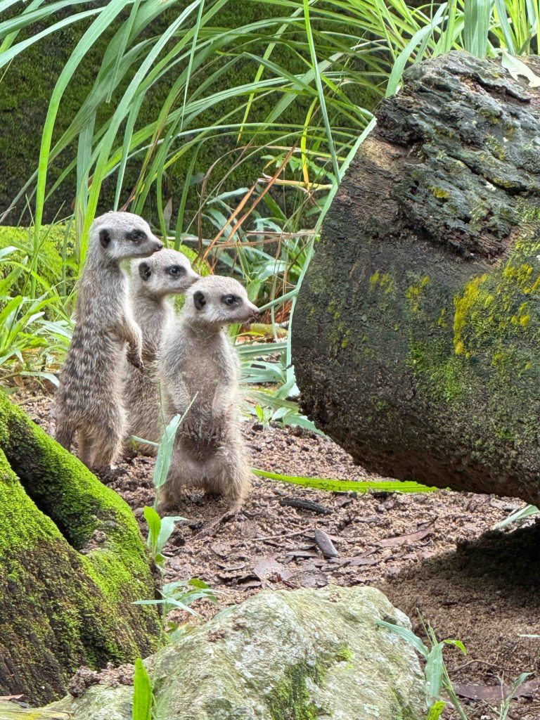 Mandai Wildlife Group Welcomes Nearly 1,000 Newborns in 2024 - Alvinology