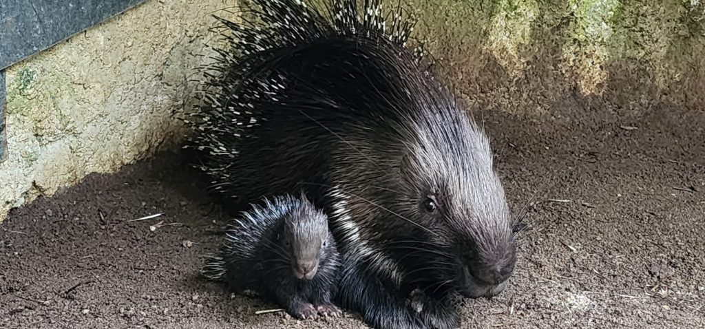 Mandai Wildlife Group Welcomes Nearly 1,000 Newborns in 2024 - Alvinology