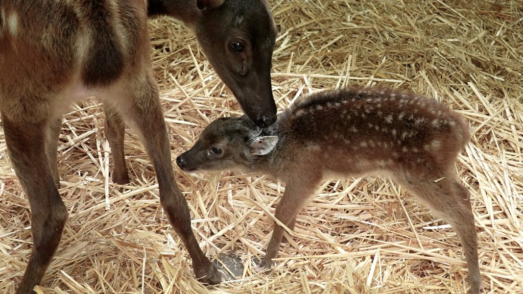 Double Celebration: Rainforest Wild Asia Opens to Public and Welcomes First Animal Birth Double Celebration: Rainforest Wild Asia Opens to Public and Welcomes First Animal Birth - Alvinology