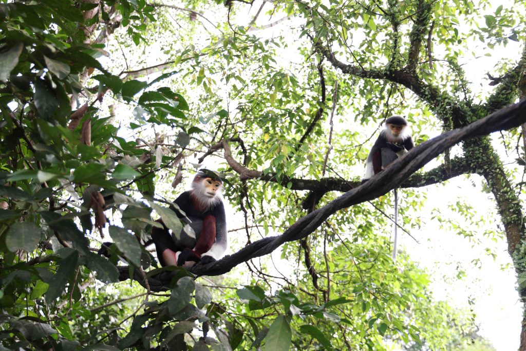 Double Celebration: Rainforest Wild Asia Opens to Public and Welcomes First Animal Birth Double Celebration: Rainforest Wild Asia Opens to Public and Welcomes First Animal Birth - Alvinology