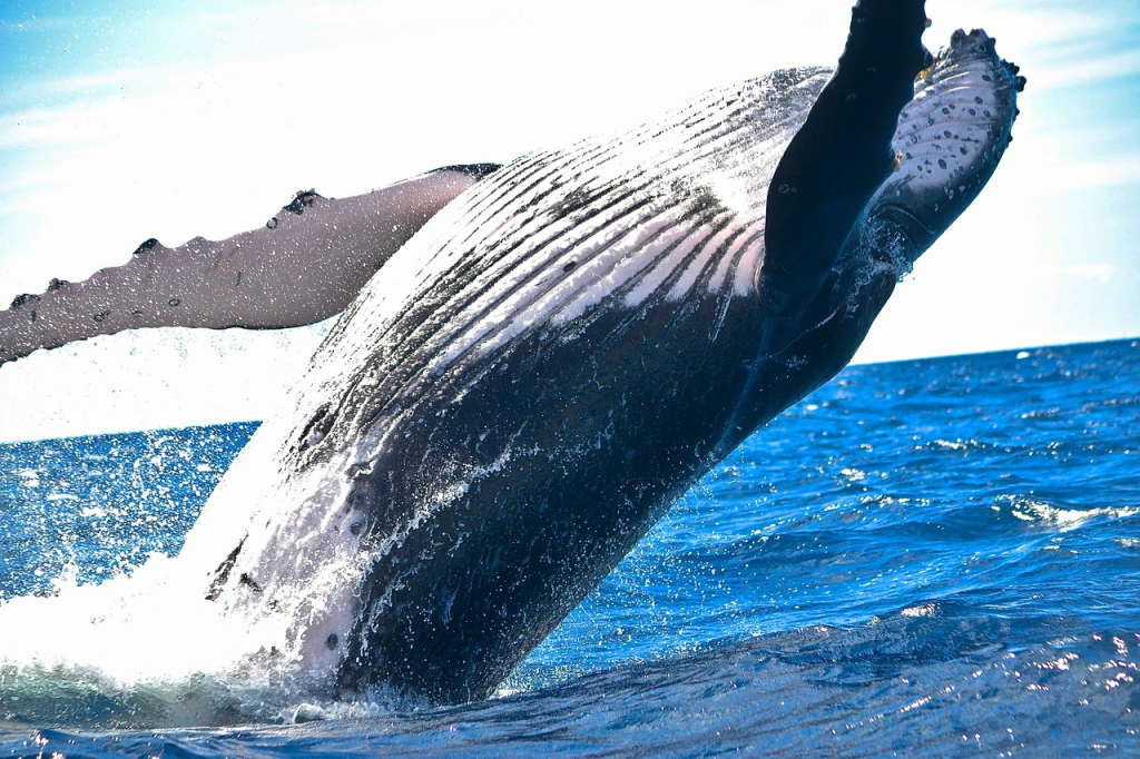 8 Surprising Truths About the Deep Sea’s Largest Inhabitant - Alvinology