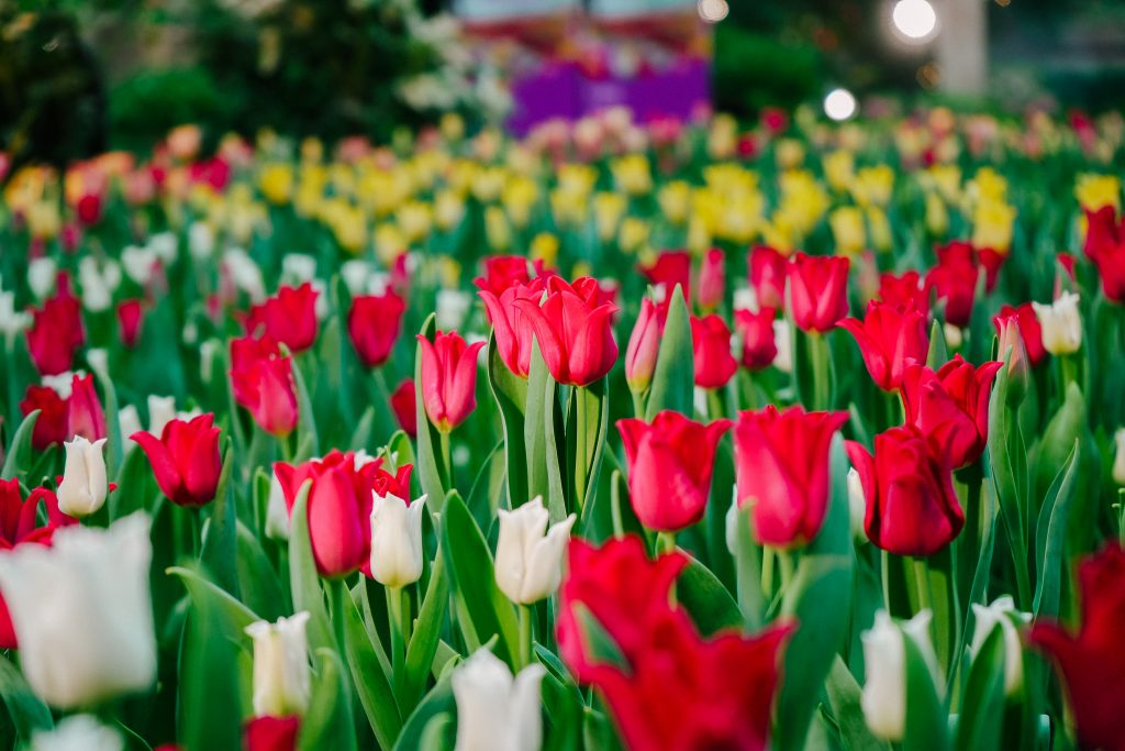 Tulipmania 2025 Blooms with 65,000 Tulips and Timeless Wonders of Türkiye at Gardens by the Bay - Alvinology