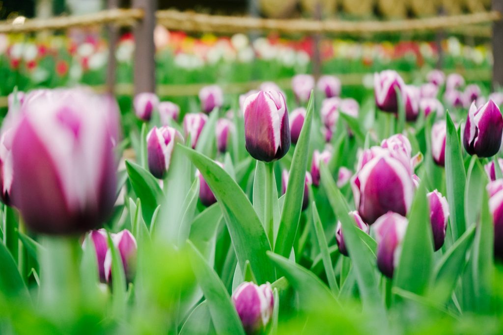 Tulipmania 2025 Blooms with 65,000 Tulips and Timeless Wonders of Türkiye at Gardens by the Bay - Alvinology