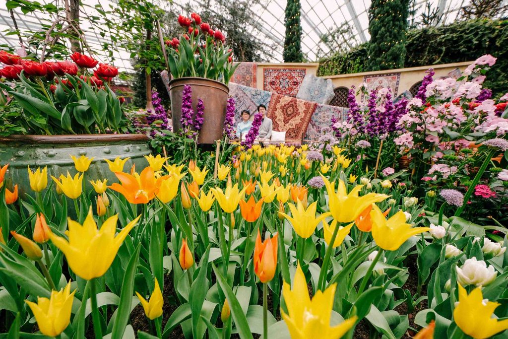Tulipmania 2025 Blooms with 65,000 Tulips and Timeless Wonders of Türkiye at Gardens by the Bay - Alvinology
