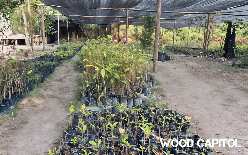 Wood Capitol's reforestation initiatives: Over 10,000 trees replanted, resulting in 20 tons of carbon offset annually.