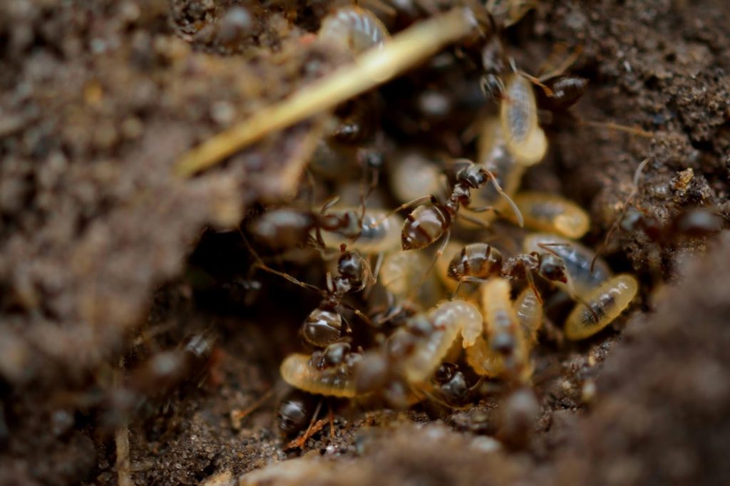 What Termite Infestations Mean for Your Family's Indoor Environment - Alvinology