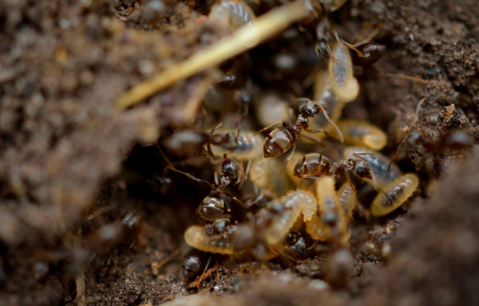 What Termite Infestations Mean for Your Family's Indoor Environment - Alvinology