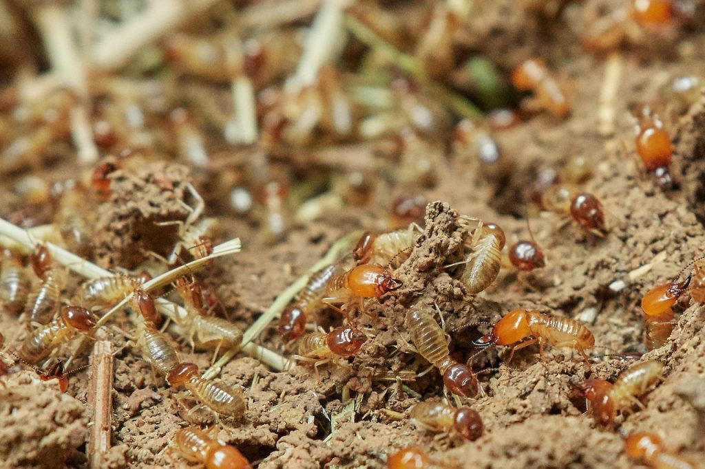 What Termite Infestations Mean for Your Family's Indoor Environment - Alvinology
