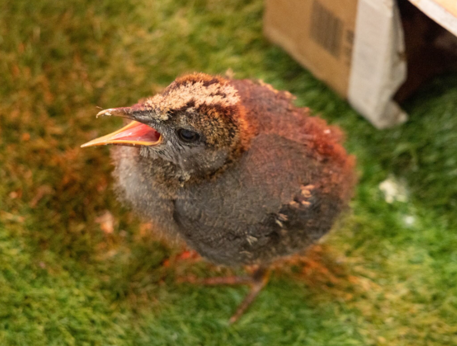 Bird Paradise Celebrates Historic First Hatching of Endangered Kagu Chick - Alvinology