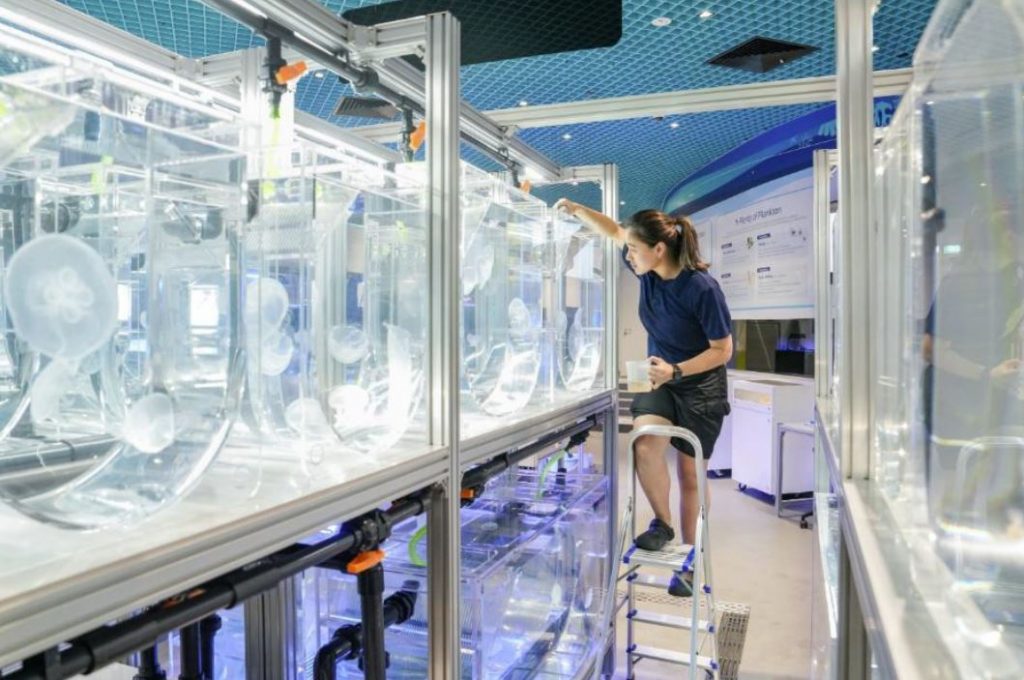 Singapore Oceanarium to Open on 24 July 2025 with Immersive Marine Experiences and Opening Celebrations - Alvinology