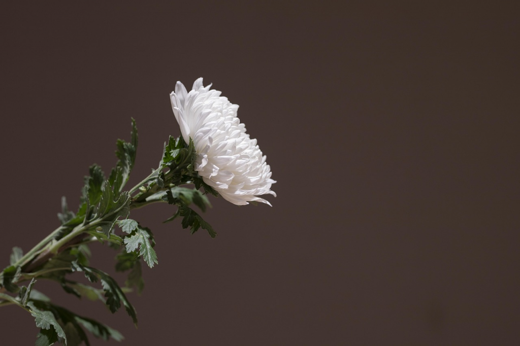 How Families Can Approach Funeral Planning With Confidence How Families Can Approach Funeral Planning With Confidence - Alvinology