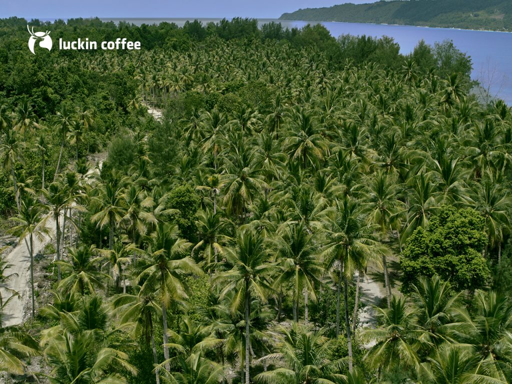 Luckin Coffee Launches Coconut & Jelly Latte with Tropical Keychain Collectibles and Island-Sourced Ingredients - Alvinology