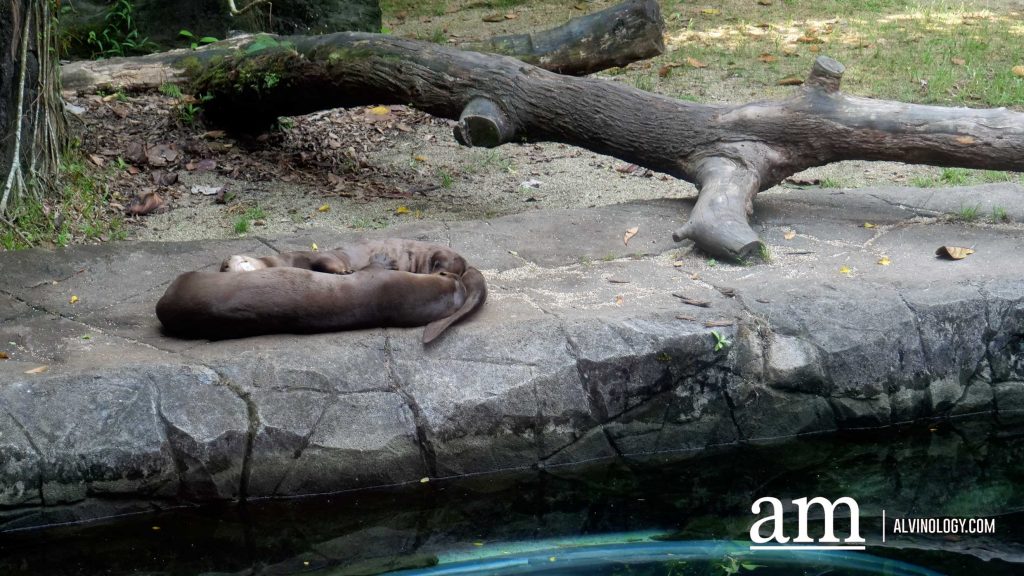 From Zoo to Zzz: New Colugo Camp Lets You Stay Overnight at Mandai Wildlife Reserve - Alvinology