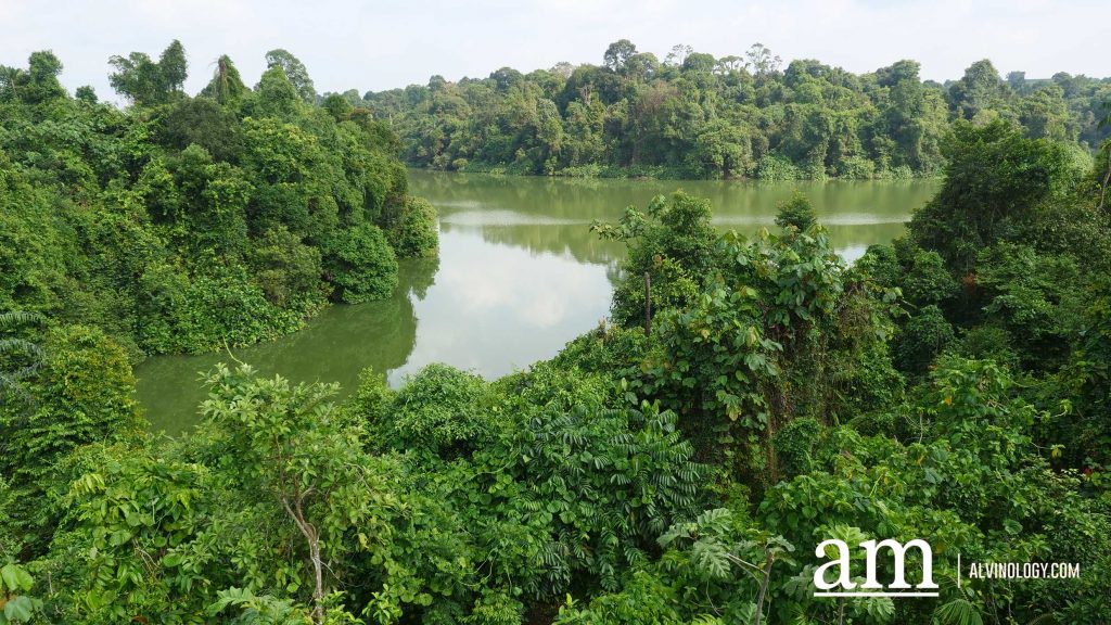 From Zoo to Zzz: New Colugo Camp Lets You Stay Overnight at Mandai Wildlife Reserve - Alvinology