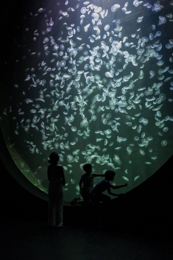 Make a Splash: Why Singapore Oceanarium Is This Year’s Must-Visit for Families and Adventure Seekers Make a Splash: Why Singapore Oceanarium Is This Year’s Must-Visit for Families and Adventure Seekers - Alvinology