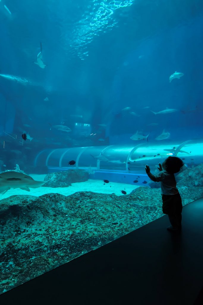 Make a Splash: Why Singapore Oceanarium Is This Year’s Must-Visit for Families and Adventure Seekers Make a Splash: Why Singapore Oceanarium Is This Year’s Must-Visit for Families and Adventure Seekers - Alvinology