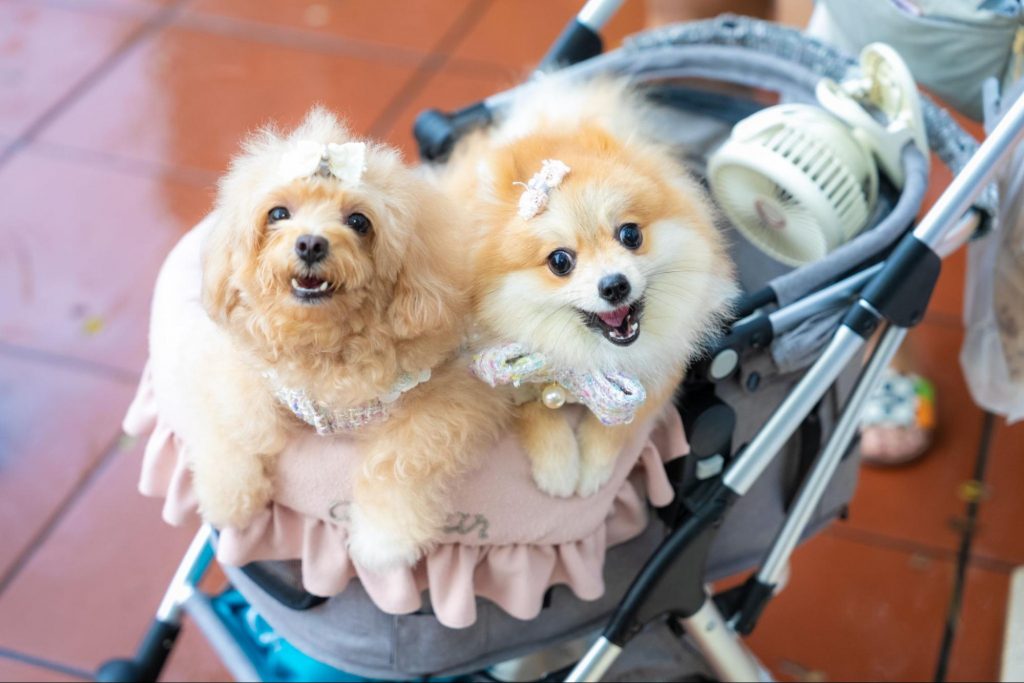 CHIJMES Welcomes Pets with 10 Pet-Friendly Restaurants Just in Time for SG Pet Festival - Alvinology