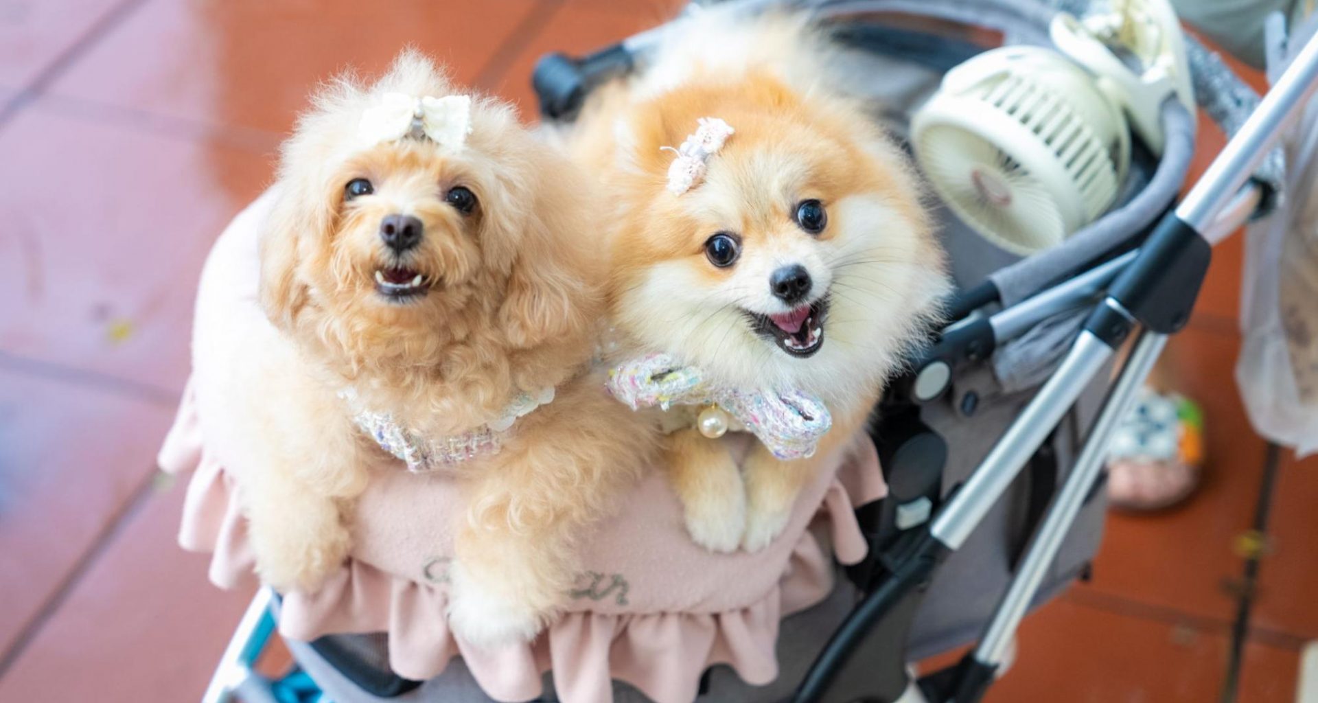 CHIJMES Welcomes Pets with 10 Pet-Friendly Restaurants Just in Time for SG Pet Festival - Alvinology