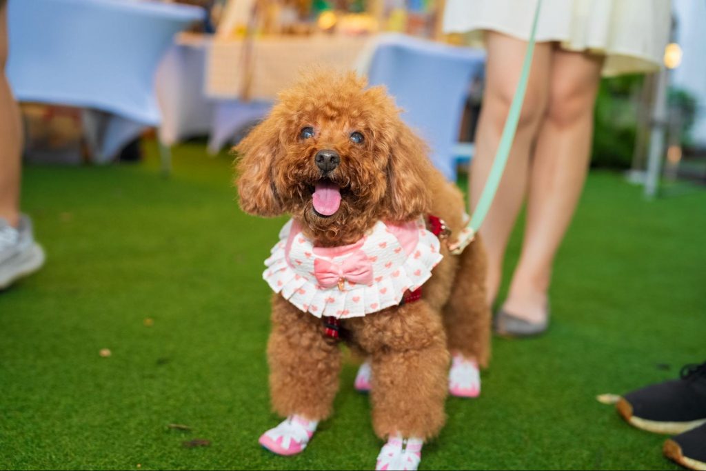 CHIJMES Welcomes Pets with 10 Pet-Friendly Restaurants Just in Time for SG Pet Festival - Alvinology