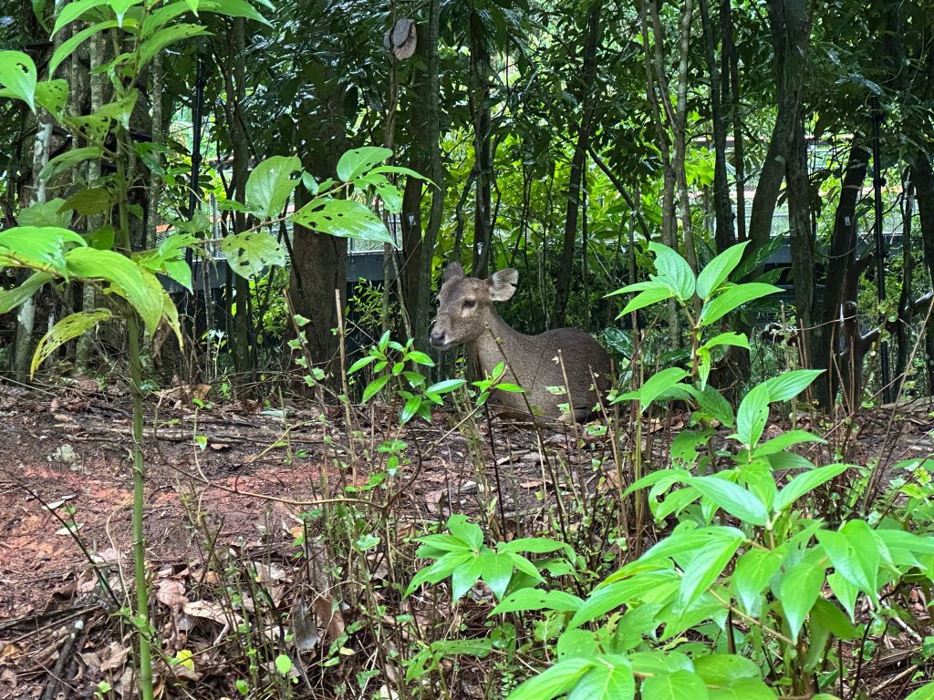 [Review] Unleashed Your Inner Explorer at Rainforest Wild Asia with Klook’s The Best You Path (Until 31 July 2025) - Alvinology