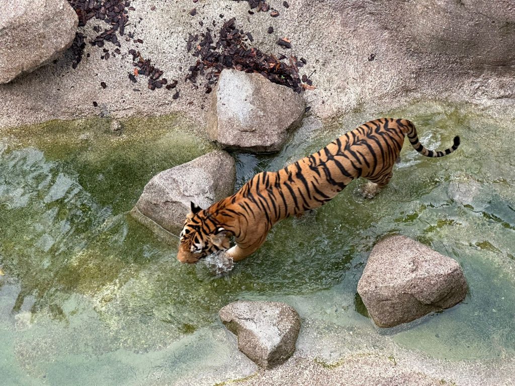 [Review] Unleashed Your Inner Explorer at Rainforest Wild Asia with Klook’s The Best You Path (Until 31 July 2025) - Alvinology