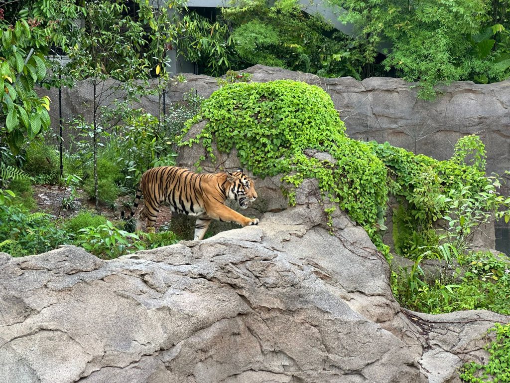 [Review] Unleashed Your Inner Explorer at Rainforest Wild Asia with Klook’s The Best You Path (Until 31 July 2025) - Alvinology