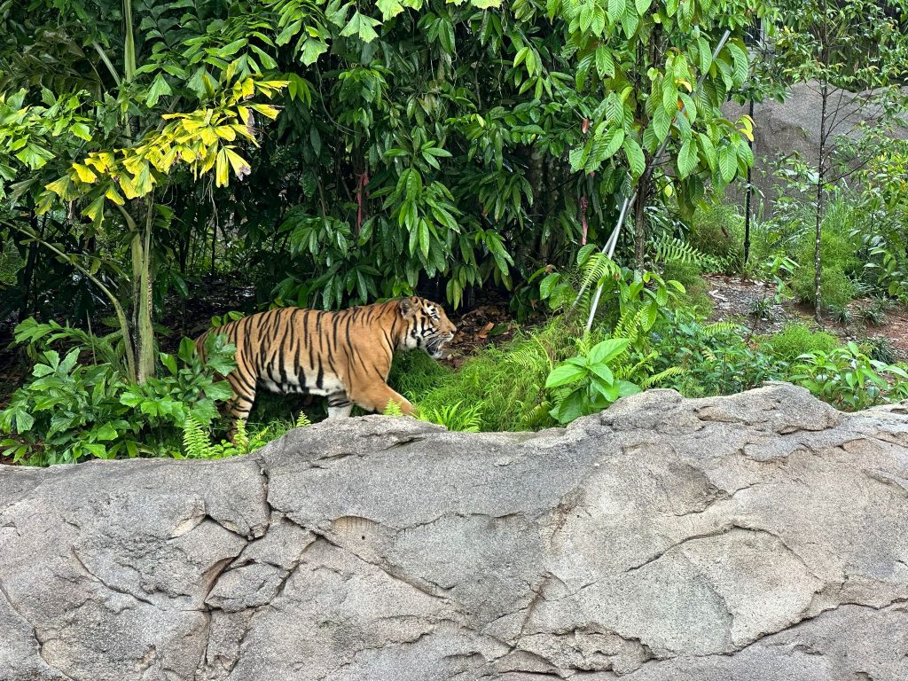[Review] Unleashed Your Inner Explorer at Rainforest Wild Asia with Klook’s The Best You Path (Until 31 July 2025) - Alvinology
