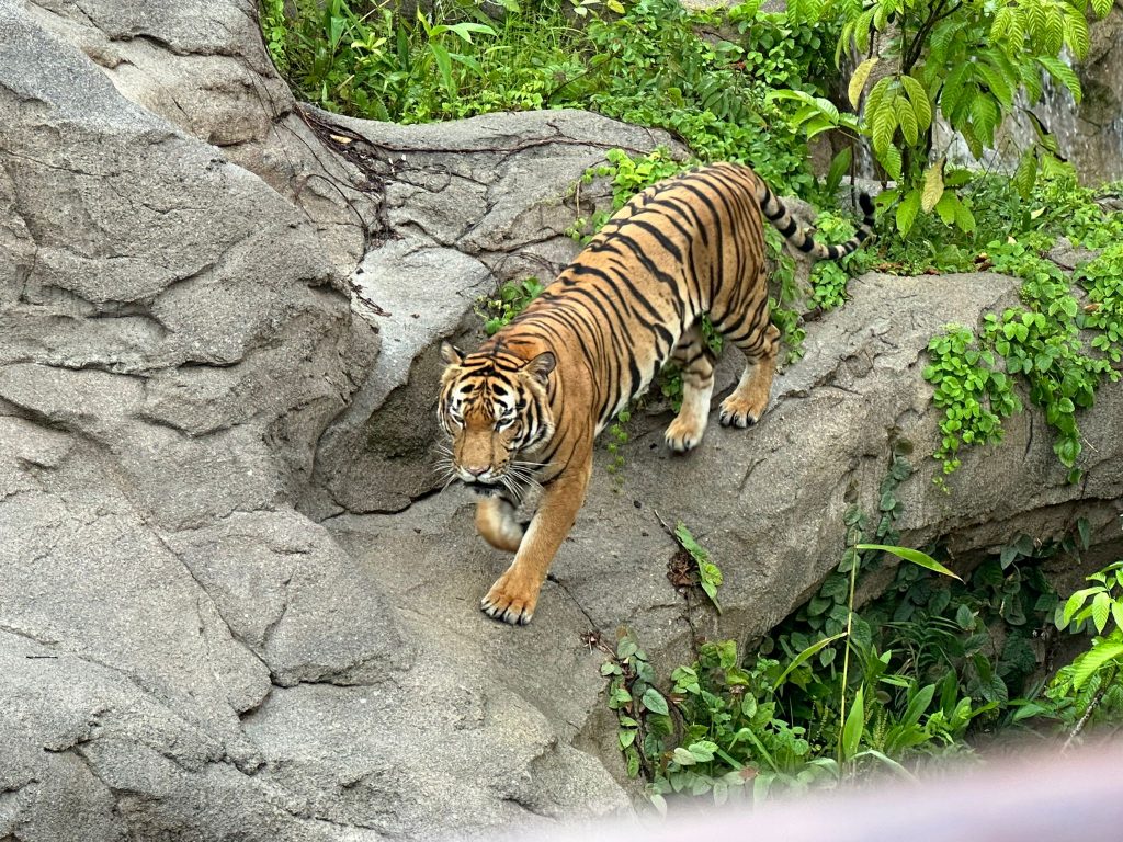 [Review] Unleashed Your Inner Explorer at Rainforest Wild Asia with Klook’s The Best You Path (Until 31 July 2025) - Alvinology