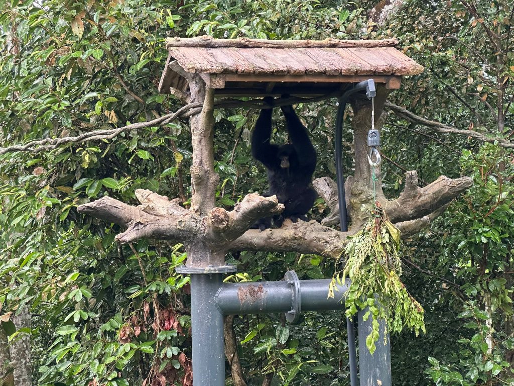 [Review] Unleashed Your Inner Explorer at Rainforest Wild Asia with Klook’s The Best You Path (Until 31 July 2025) - Alvinology