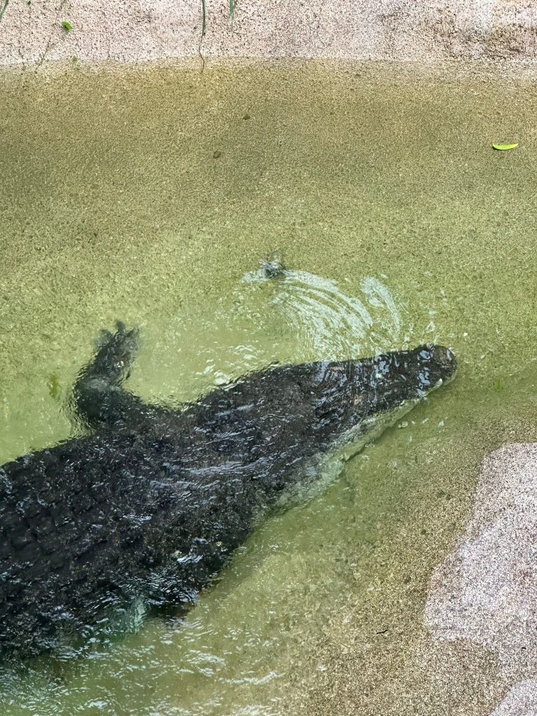 [Review] Unleashed Your Inner Explorer at Rainforest Wild Asia with Klook’s The Best You Path (Until 31 July 2025) - Alvinology