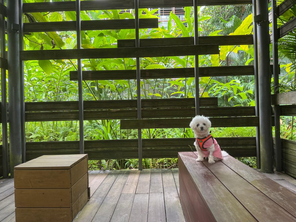 Hidden Gem in Lengkok Bahru for Pet Lovers! Spacious Café, SG60 Treats at Bailey & Patch Café located in Enabling Village - Alvinology