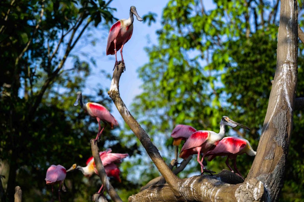 Bird Paradise Wins Top Honour at President*s Design Award 2025 for Outstanding Sustainability and Immersive Design Bird Paradise Wins Top Honour at President*s Design Award 2025 for Outstanding Sustainability and Immersive Design - Alvinology