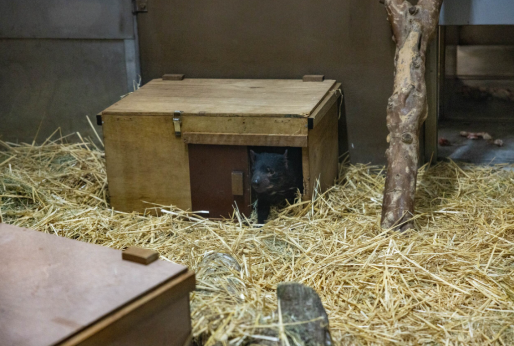 Night Safari Welcomes Four Tasmanian Devils as Global Ambassadors for Conservation - Alvinology