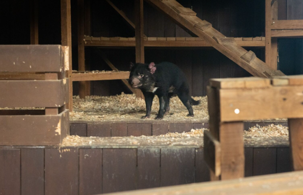 Night Safari Welcomes Four Tasmanian Devils as Global Ambassadors for Conservation - Alvinology