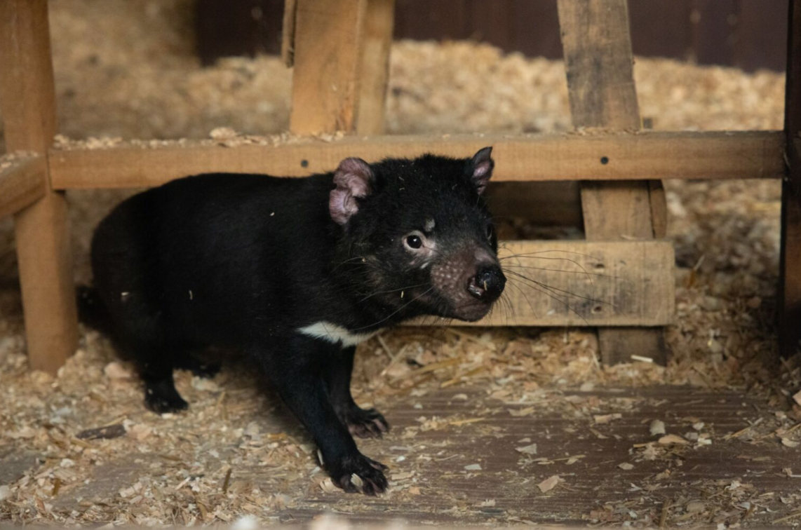 Night Safari Welcomes Four Tasmanian Devils as Global Ambassadors for Conservation - Alvinology