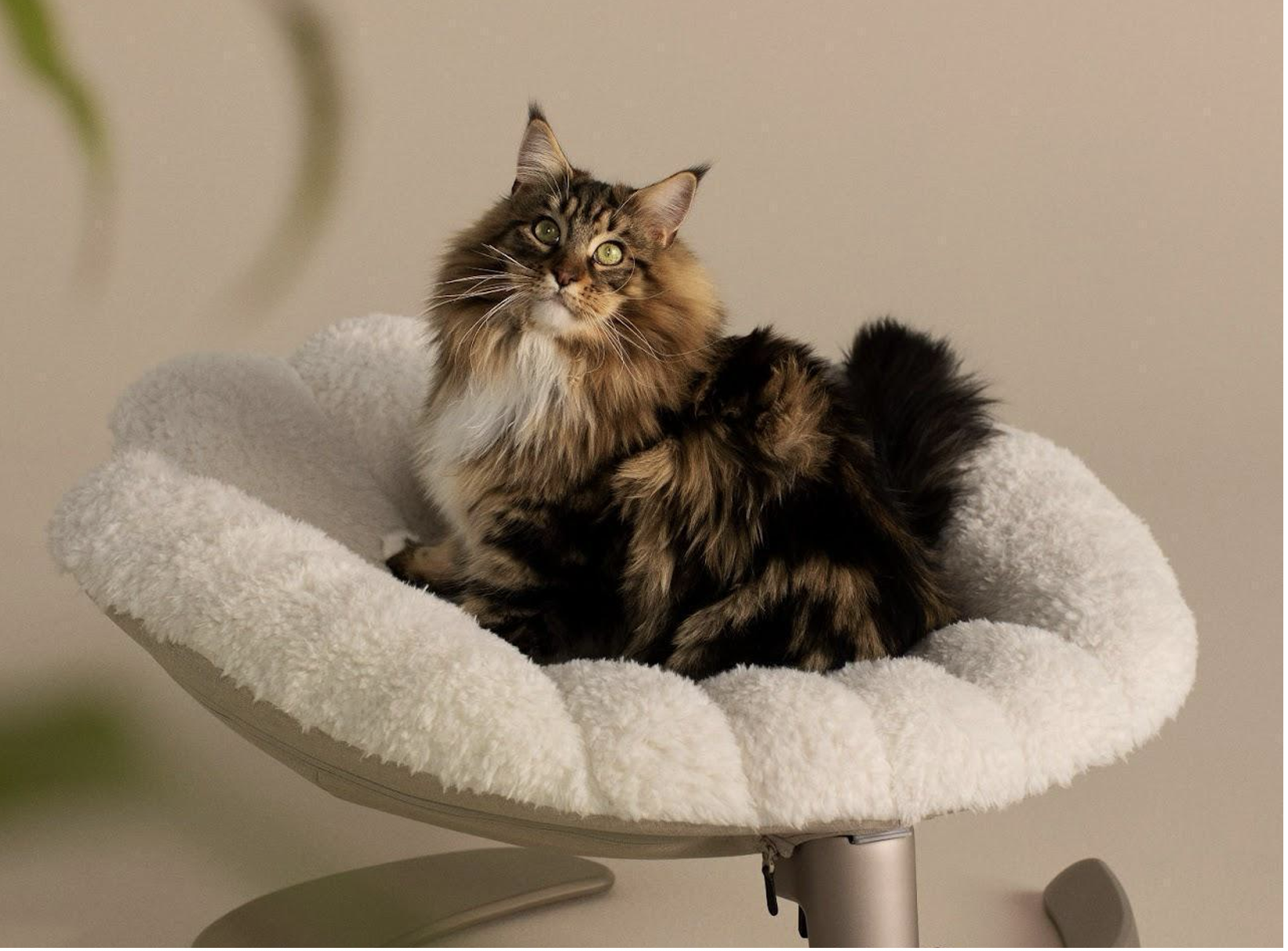 Tavo Unveils the Shell™ - A Pet's Elevated Sanctuary of Comfort and Style Tavo Shell™