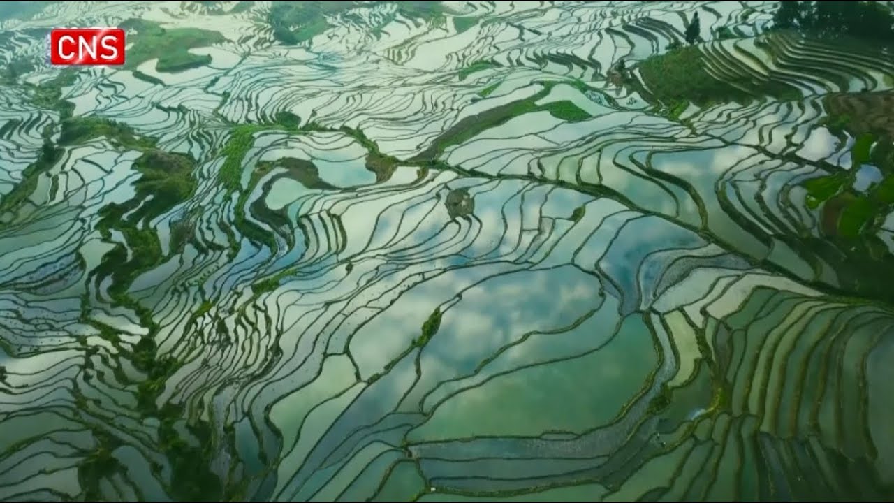 Hani Terraced Fields: A Paradise Harboring Ingenious Technology - Alvinology