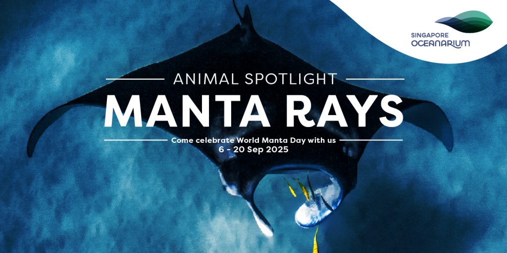 Singapore Oceanarium Celebrates World Manta Day with Special Programmes - Alvinology