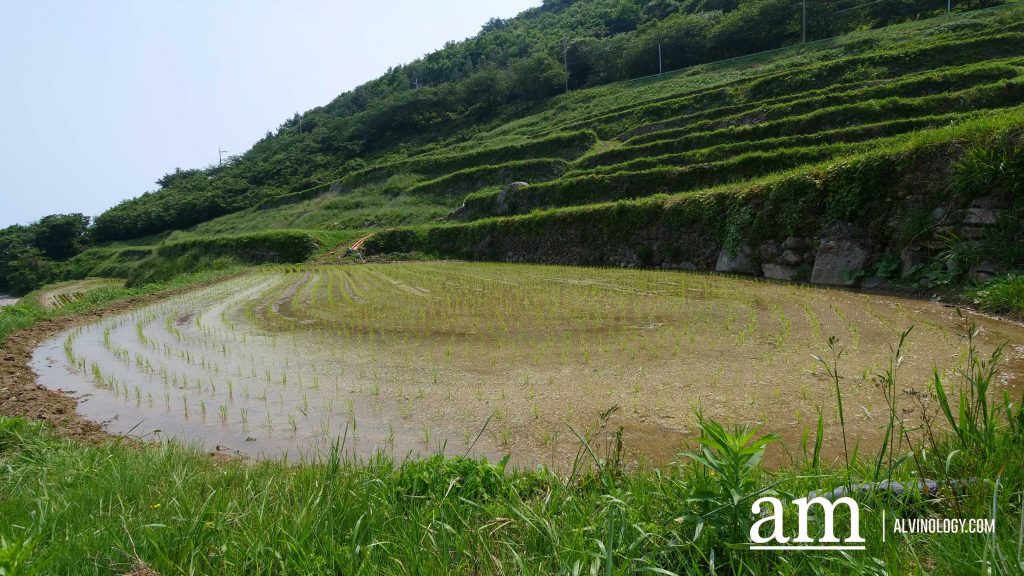 Beyond Busan: A 4-Day Road Trip to Discover Gyeongnam's Hidden Coastal Gems and Mountain Temples - Alvinology
