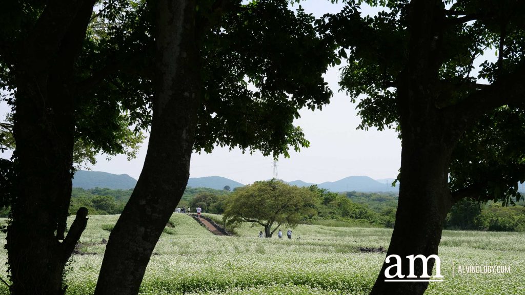 Your Next Long Weekend: A Curated 4-Day Jeju Itinerary Packed with Culture, Nature and Unique Experiences - Alvinology