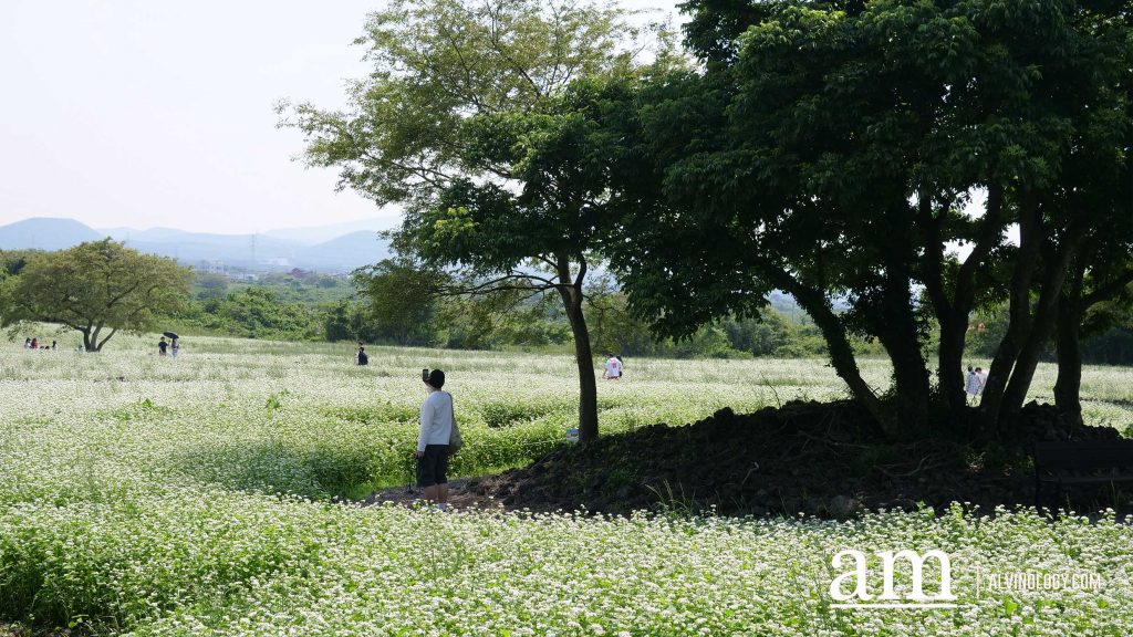 Your Next Long Weekend: A Curated 4-Day Jeju Itinerary Packed with Culture, Nature and Unique Experiences - Alvinology