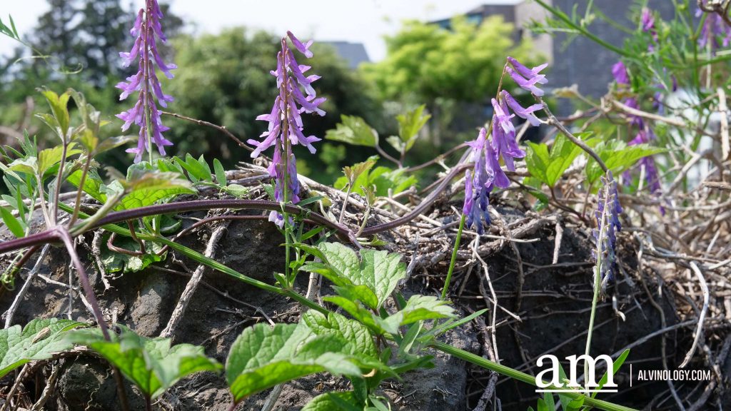 Your Next Long Weekend: A Curated 4-Day Jeju Itinerary Packed with Culture, Nature and Unique Experiences - Alvinology