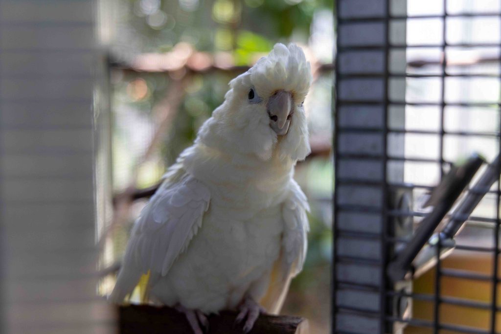 Mandai Wildlife Group Celebrates Landmark Conservation Success with First-Ever Philippine cockatoo Fledgling Hatched in Singapore - Alvinology