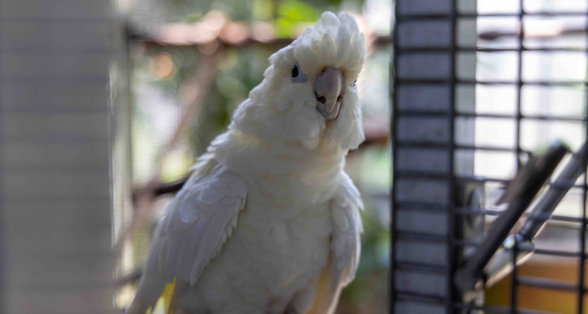 Mandai Wildlife Group Celebrates Landmark Conservation Success with First-Ever Philippine cockatoo Fledgling Hatched in Singapore - Alvinology