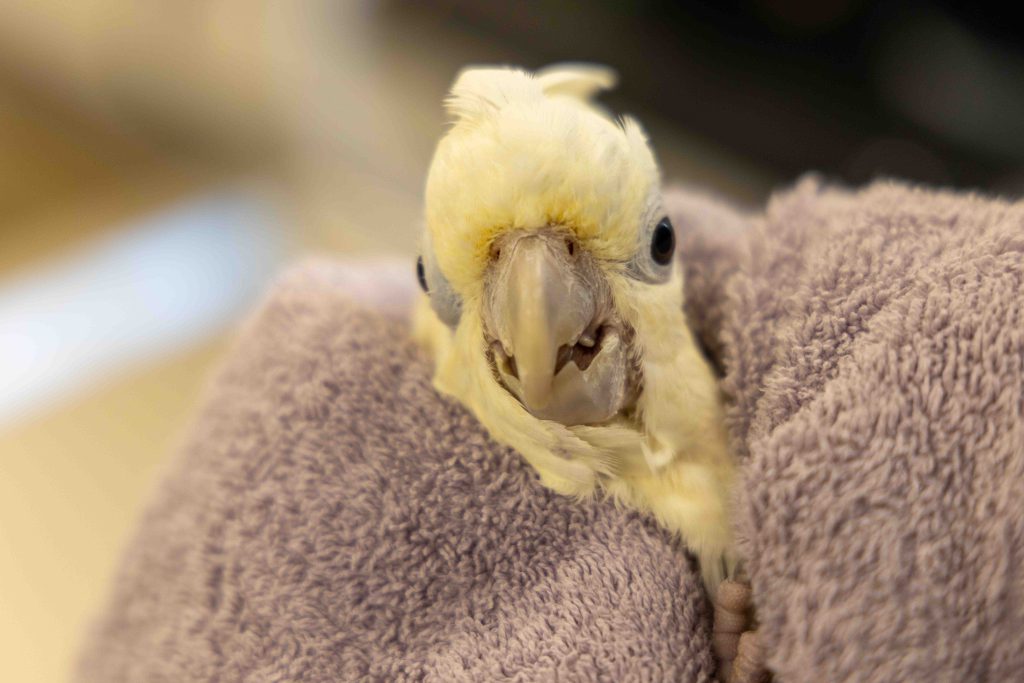 Mandai Wildlife Group Celebrates Landmark Conservation Success with First-Ever Philippine cockatoo Fledgling Hatched in Singapore - Alvinology