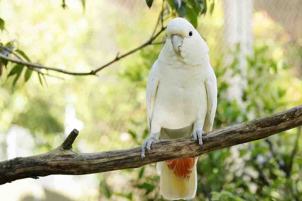 Mandai Wildlife Group Celebrates Landmark Conservation Success with First-Ever Philippine cockatoo Fledgling Hatched in Singapore - Alvinology